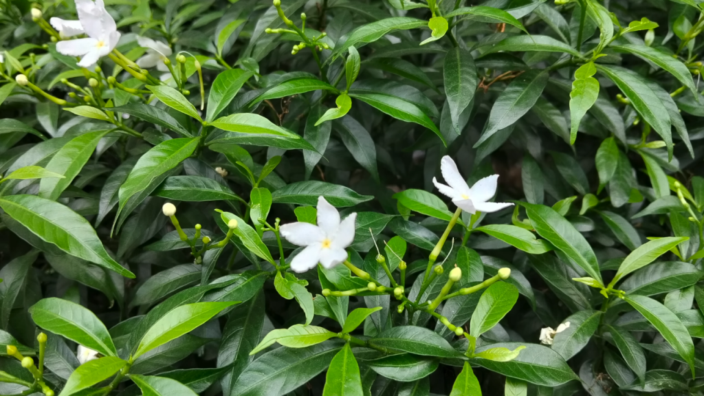 8. Oppo A6k