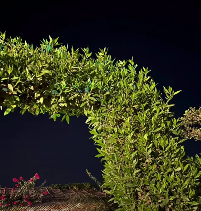 honor 300 ultra phone low light photo 1