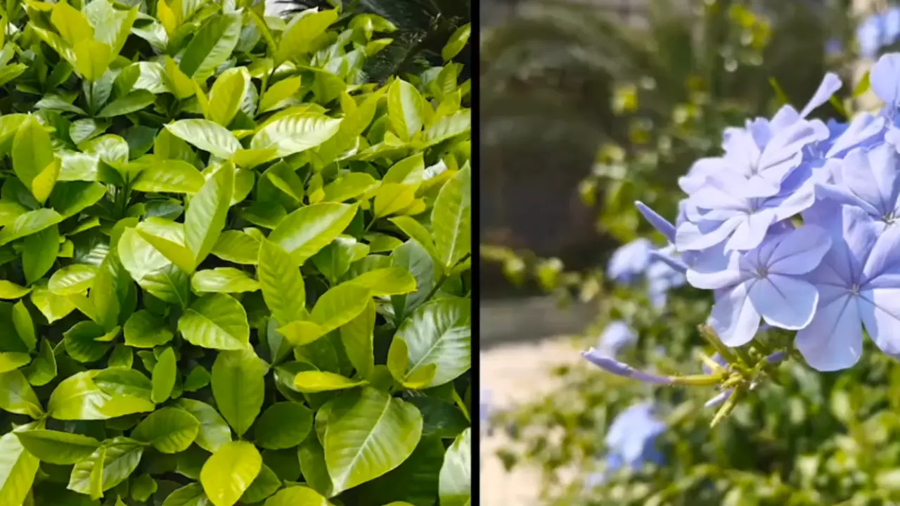 oppo k13 turbo pro day light image