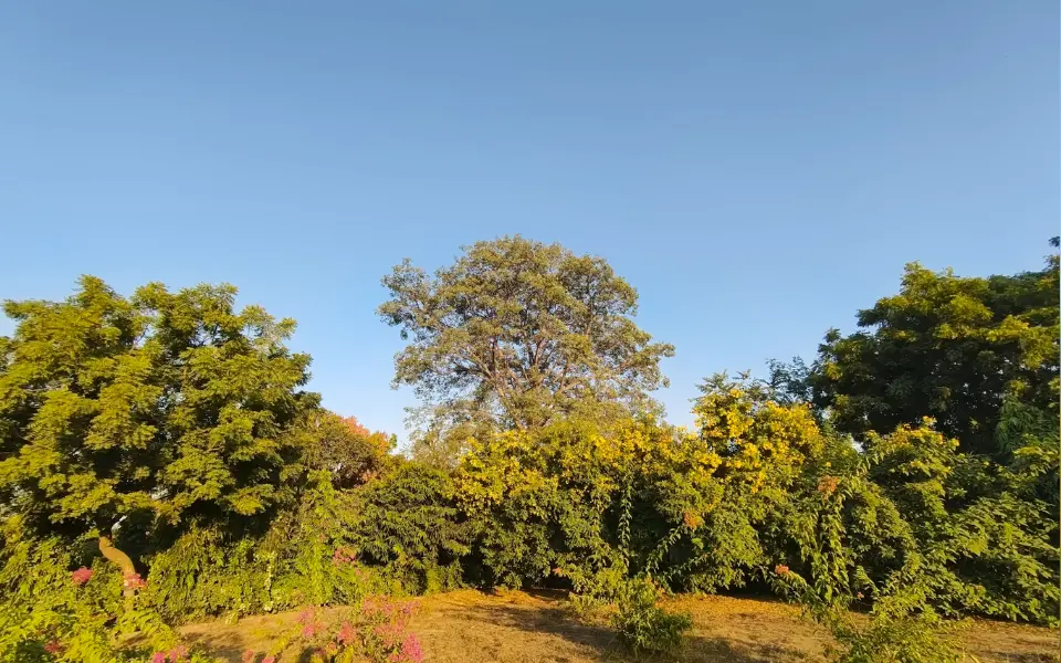 Tecno phantom v fold2 daylight photography