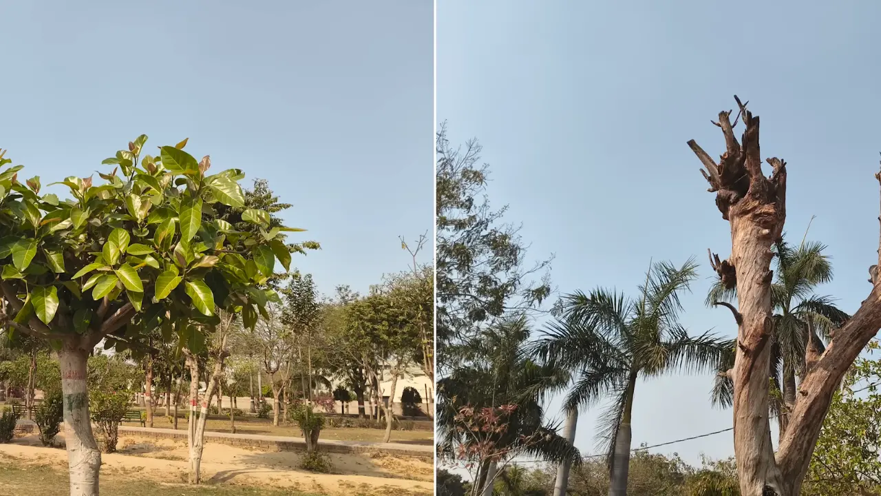 vivo t5x day light image