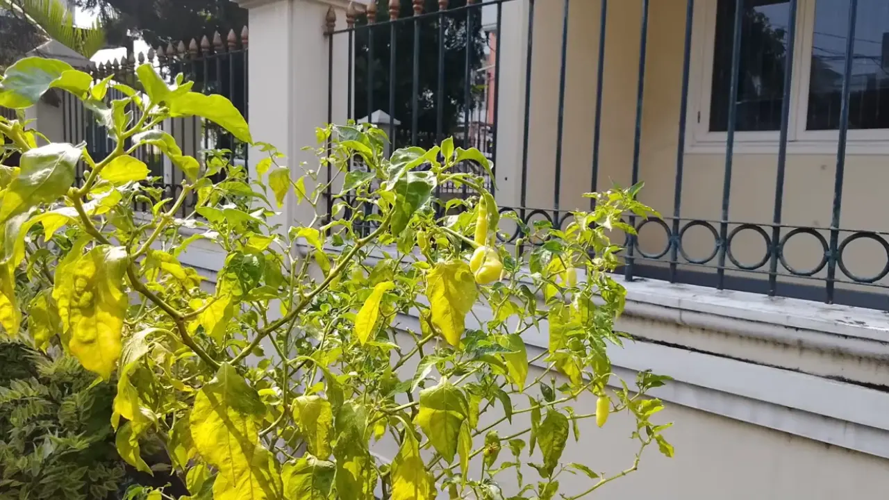 xiaomi redmi a7 pro day light image